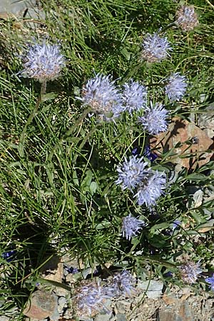 Jasione montana \ Berg-Sandglckchen, Schaf-Rapunzel, F Pyrenäen, Puigmal 1.8.2018