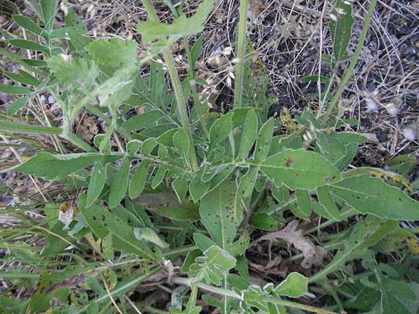 Knautia arvensis \ Acker-Witwenblume / Field Scabious, F Causse du Larzac 7.6.2006