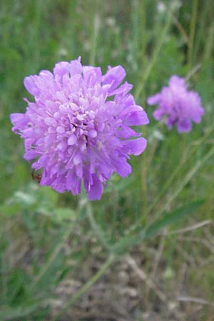 Knautia arvensis \ Acker-Witwenblume / Field Scabious, F Causse du Larzac 7.6.2006