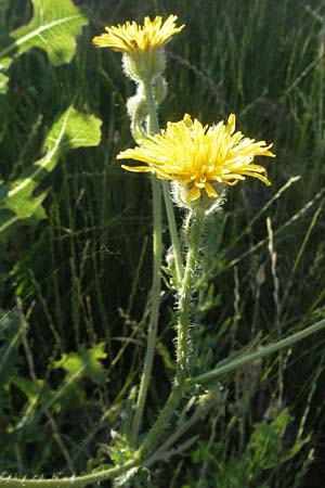 Crepis foetida \ Stink-Pippau, F Dept. Gard, Remoulins 7.6.2006