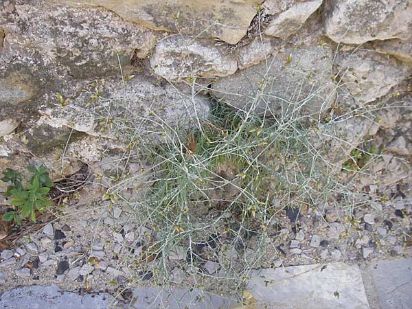 Phagnalon sordidum \ Mehrkpfige Steinimmortelle / Many-Headed Phagnalon, F Lac de Salagou 4.6.2009