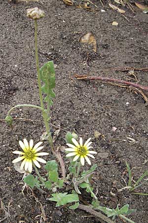 Arctotheca calendula \ Kap-Lwenzahn / Cape Weed, Cape Marigold, F Sète 6.6.2009