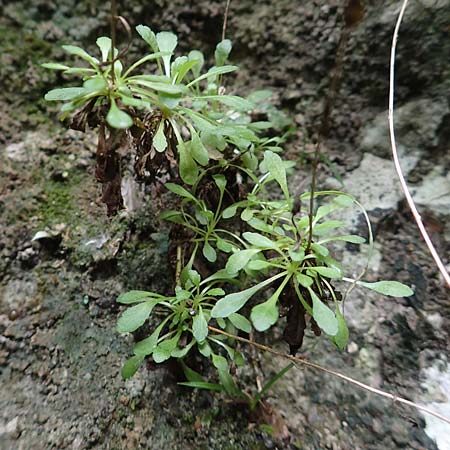 Unknown_plant spec5 ? \ Unbekannte Pflanze, F Pyrenäen, Gorges de la Fou 10.8.2018