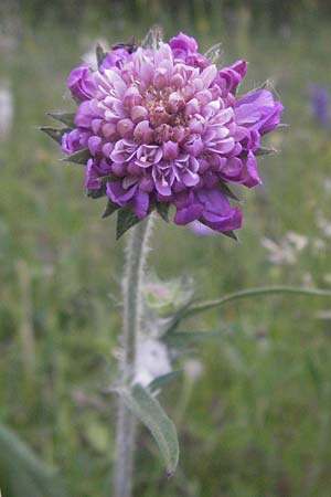 Knautia collina \ Hgel-Witwenblume, Purpur-Witwenblume / Purple Widow FlowerScabious, F Serres 10.6.2006