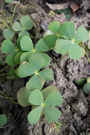 Marsilea quadrifolia \ Klee-Farn, F Sundgau 6.10.2009