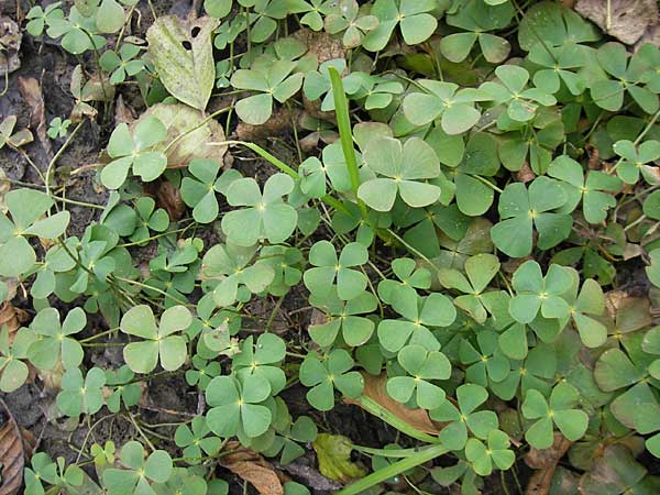 Marsilea quadrifolia \ Klee-Farn / Four-Leaf Clover, Shamrock Plant, F Sundgau 6.10.2009