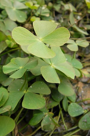 Marsilea quadrifolia / Four-Leaf Clover, Shamrock Plant, F Sundgau 6.10.2009