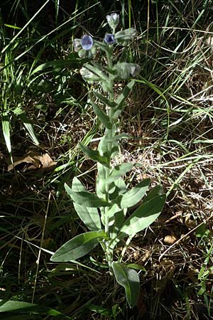 Cynoglossum creticum \ Kretische Hundszunge / Cretan Hound's-Tongue, F Camargue,  Mas-Thibert 2.5.2023