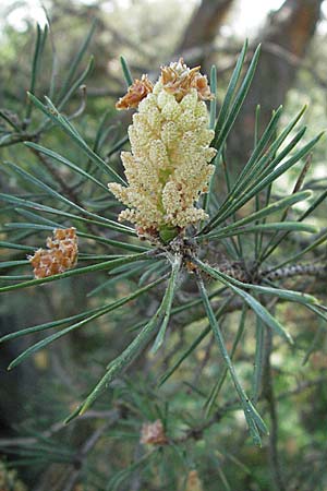 Pinus sylvestris \ Wald-Kiefer, F Elsass, Westhalten 28.4.2007