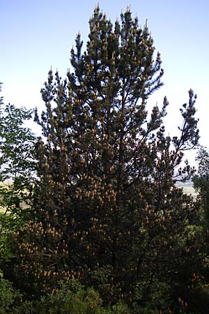 Pinus sylvestris / Scot's Pine, F Pyrenees, Eyne 25.6.2008