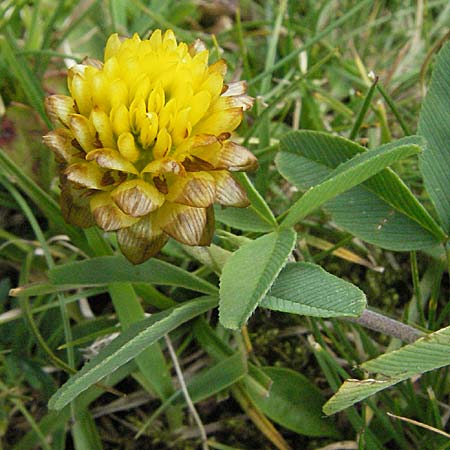 Trifolium badium / Brown Clover, F Pyrenees, Eyne 9.8.2006