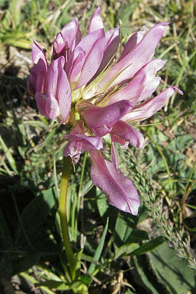 Trifolium alpinum \ Alpen-Klee / Alpine Clover, Andorra Grau Roig 10.8.2006