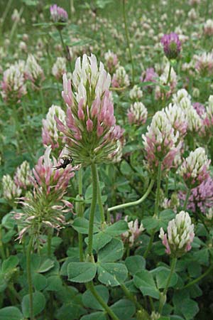 Trifolium incarnatum subsp. molinerii \ Molineris Inkarnat-Klee / Long-Headed Clover, F Corbières, Talairan 13.5.2007