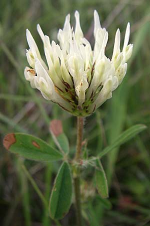 Trifolium ochroleucon \ Blagelber Klee / Sulphur Clover, F Severac-le-Chateau 23.6.2008