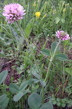 Trifolium endressii \ Endress' Klee, F Pyrenäen, Querigut 27.6.2008