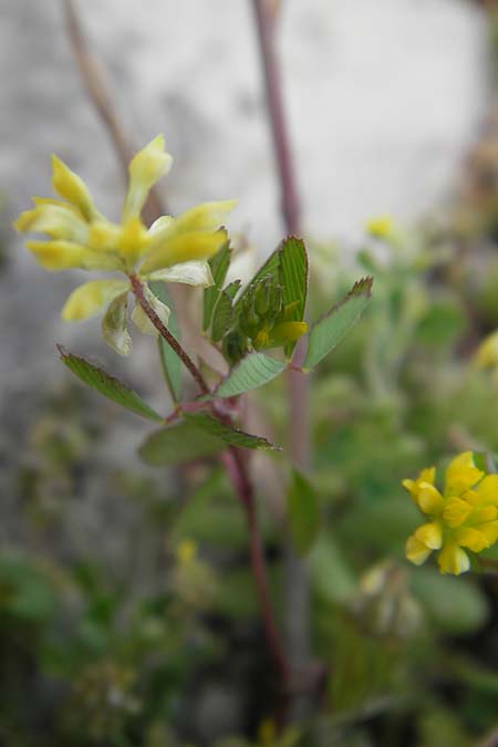 Medicago minima \ Zwerg-Schneckenklee / Burr Medick, F La Couvertoirade 27.5.2009