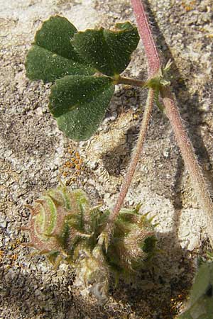 Medicago rigidula / Rigid Medick, Tifton Burclover, F La Couvertoirade 27.5.2009