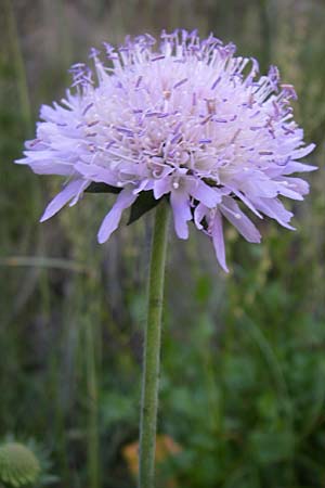 Knautia mollis \ Weiche Witwenblume, F Col de Saisies 21.6.2008