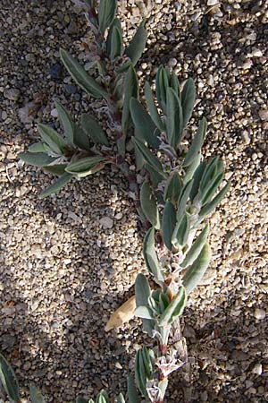 Polygonum maritimum \ Strand-Knterich / Sea Knotgrass, F Toreilles 24.6.2008