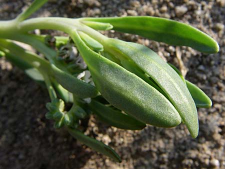 Polygonum maritimum \ Strand-Knterich / Sea Knotgrass, F Toreilles 24.6.2008