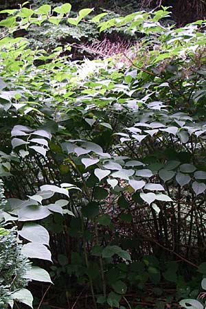 Fallopia japonica \ Japanischer Stauden-Knterich / Japanese Knodweed, F Elsass/Alsace, Murbach 3.8.2008