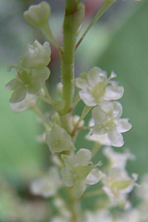 Fallopia japonica / Japanese Knodweed, F Alsace, Murbach 3.8.2008