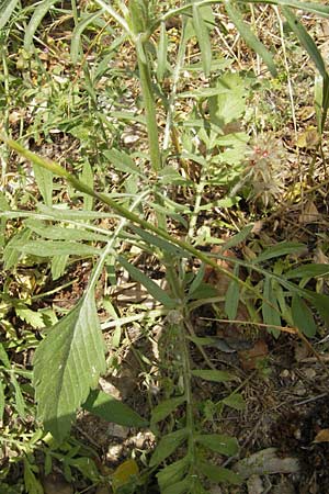 Knautia integrifolia \ Einjhrige Witwenblume / Whole-Leaved Scabious, F Pont du Gard 26.5.2009