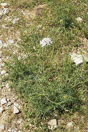 Knautia integrifolia \ Einjhrige Witwenblume, F Pont du Gard 26.5.2009