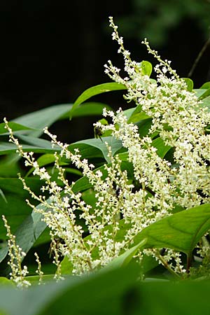 Fallopia japonica / Japanese Knodweed, F Alsace, Murbach 3.8.2008