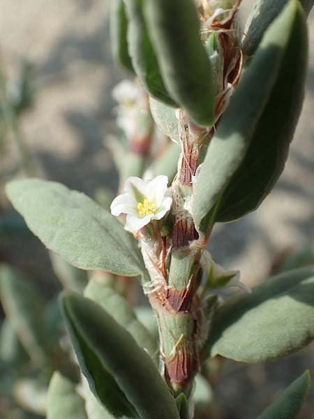 Polygonum maritimum \ Strand-Knterich / Sea Knotgrass, F Canet-en-Roussillon 27.7.2018