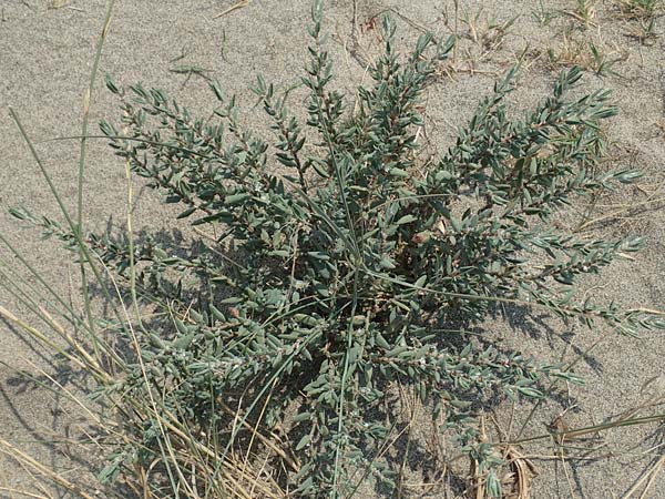 Polygonum maritimum \ Strand-Knterich / Sea Knotgrass, F Canet-en-Roussillon 27.7.2018