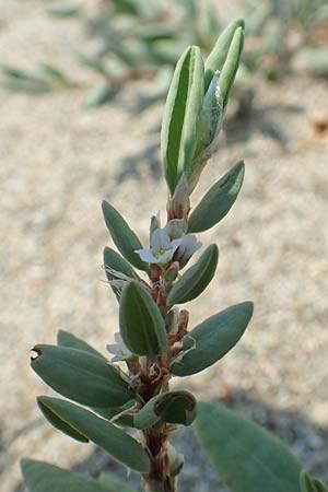 Polygonum maritimum \ Strand-Knterich / Sea Knotgrass, F Canet-en-Roussillon 27.7.2018