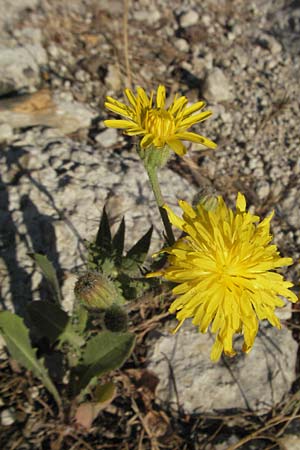 Crepis spec1 ? \ Pippau, F St. Martin-de-Crau 9.6.2006