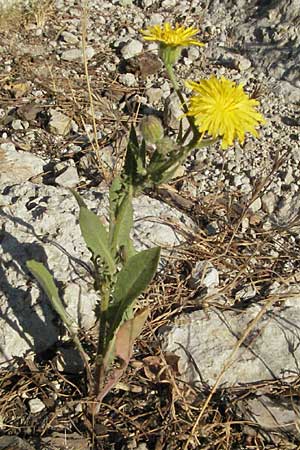 Crepis spec1 ? \ Pippau / Hawk's-Beard, F St. Martin-de-Crau 9.6.2006