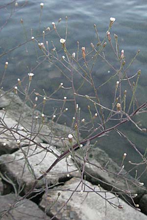 Symphyotrichum subulatum \ Schuppige Aster, Einjhrige Salz-Aster / Annual Saltmarsh Aster, Baby's Breath Aster, F Avignon 7.8.2006