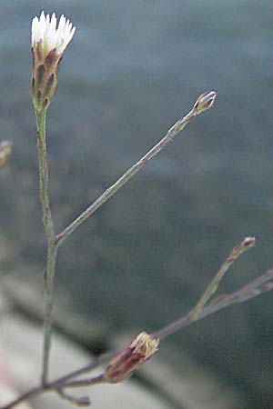 Symphyotrichum subulatum \ Schuppige Aster, Einjhrige Salz-Aster / Annual Saltmarsh Aster, Baby's Breath Aster, F Avignon 7.8.2006