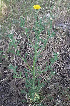 Glebionis segetum \ Saat-Wucherblume, Saat-Goldblume, F Maures, Bois de Rouquan 12.5.2007