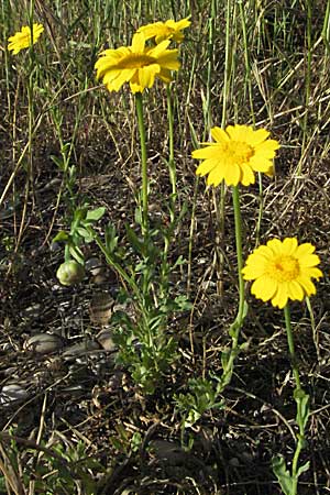 Glebionis segetum \ Saat-Wucherblume, Saat-Goldblume / Corn Marygold, F Maures, Bois de Rouquan 12.5.2007