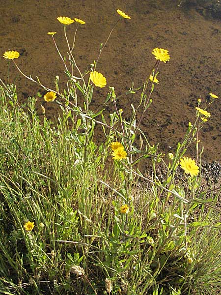 Coleostephus myconis \ Kranz-Wucherblume / Yellow Daisy, F Maures, Bois de Rouquan 12.5.2007