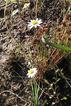 Bellis annua \ Einjhriges Gnseblmchen / Annual Daisy, F Maures, Bois de Rouquan 12.5.2007