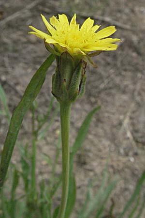 Scorzonera parviflora \ Kleinbltige Schwarzwurzel, F Mauguio 13.5.2007