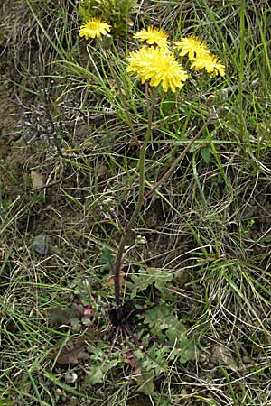 Crepis sancta \ Hasensalat / Holy's Hawk's-Beard, F Corbières, Talairan 13.5.2007