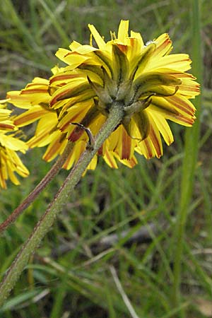 Crepis sancta \ Hasensalat / Holy's Hawk's-Beard, F Corbières, Talairan 13.5.2007