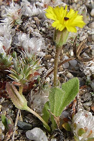 Hedypnois rhagadioloides \ Rhrchenkraut / Cretan Weed, F Toreilles 24.6.2008