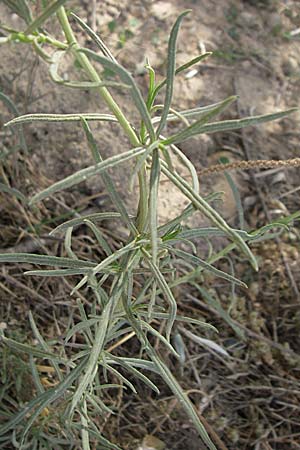 Senecio inaequidens \ Schmalblttriges Greiskraut, F Toreilles 24.6.2008