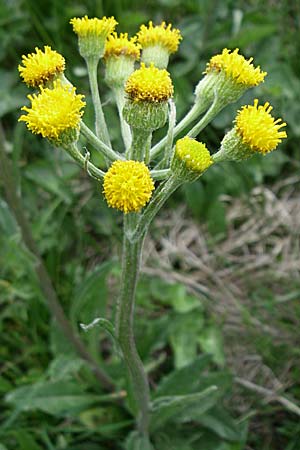 Tephroseris helenitis var. discoidea \ Spatelblttriges Greiskraut / Swiss Ragwort, F Pyrenäen/Pyrenees, Eyne 24.6.2008