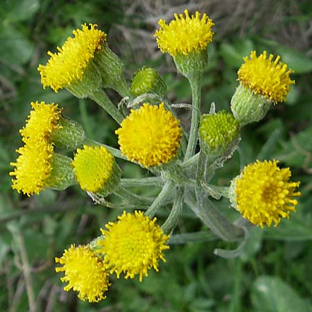 Tephroseris helenitis var. discoidea \ Spatelblttriges Greiskraut / Swiss Ragwort, F Pyrenäen/Pyrenees, Eyne 24.6.2008