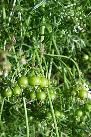 Coriandrum sativum \ Koriander, F Elsass, Murbach 3.8.2008