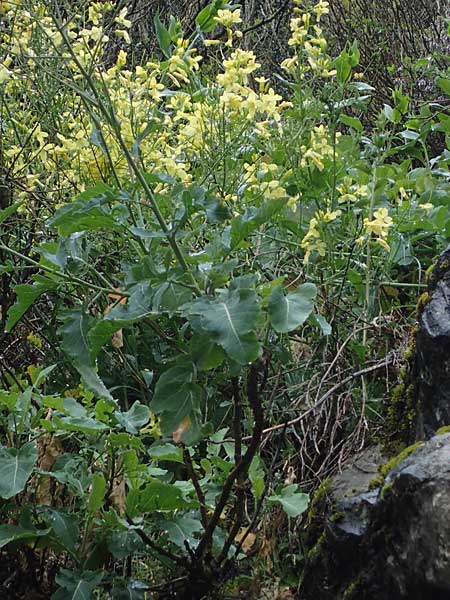 Brassica oleracea subsp. acephala / Cale, F Sospel 1.5.2023
