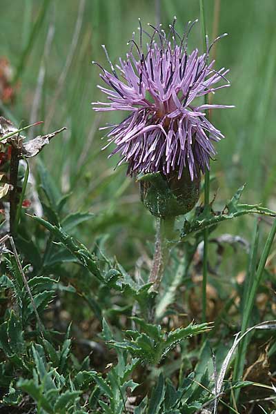 Carthamus mitissimus \ Blaue Frberdistel / Blue Safflower, F Pyrenäen/Pyrenees, Montferrer 28.6.2000